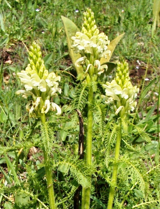 Pedicularis comosa (e P. hoermanniana)